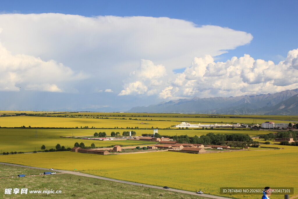 草原上的金黄田野与白云