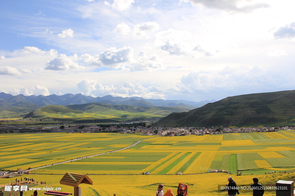 草原花海中的悠然景致