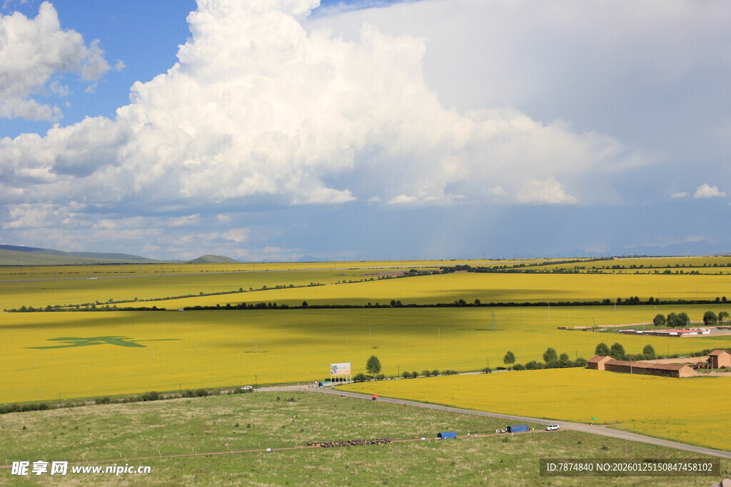 草原上的金黄花海与村落