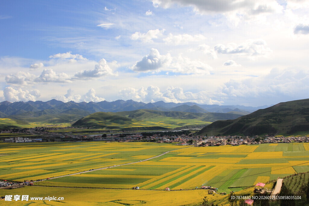 金黄田野与远山蓝天白云