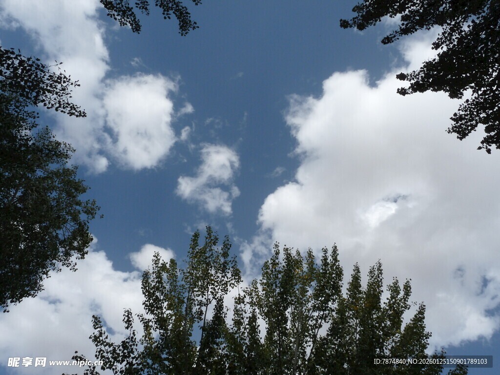 蓝天白云下的树梢美景