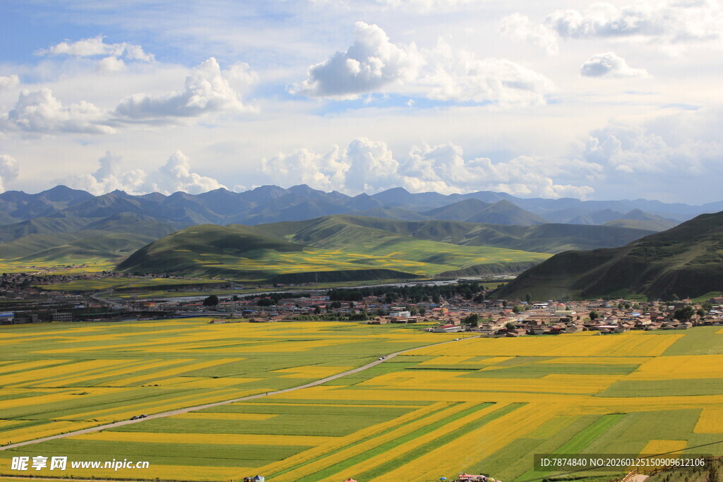 田园风光 金黄田野与远山