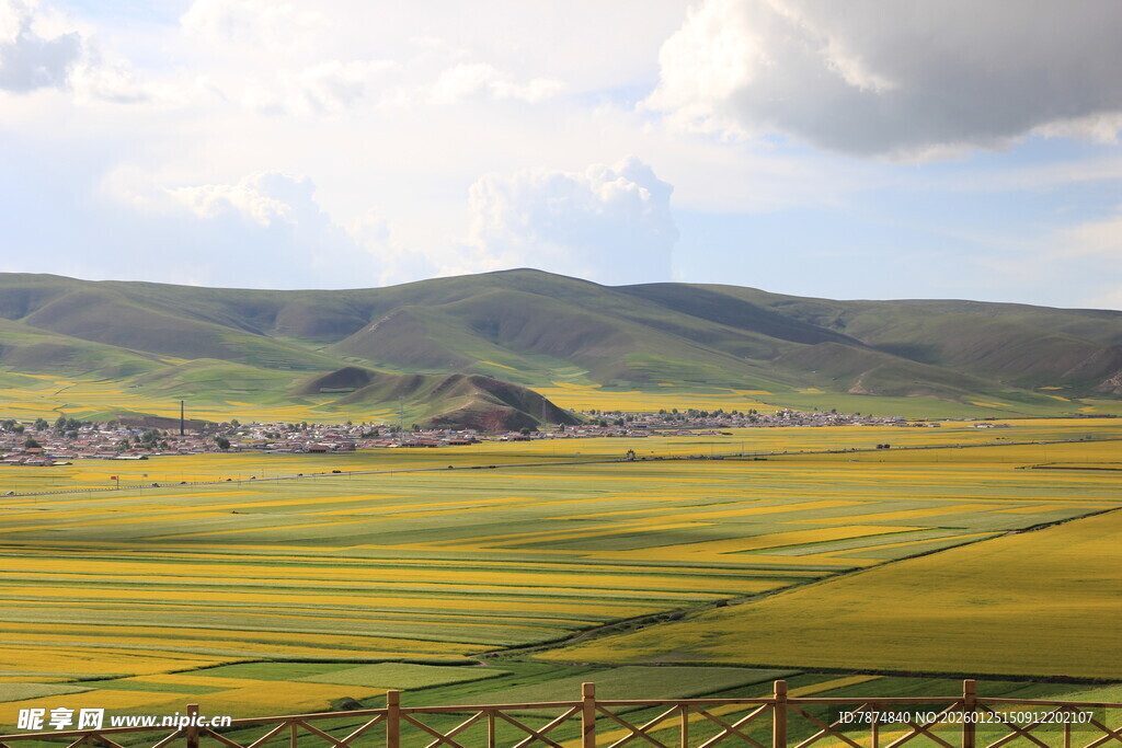 草原上的金黄花海美景