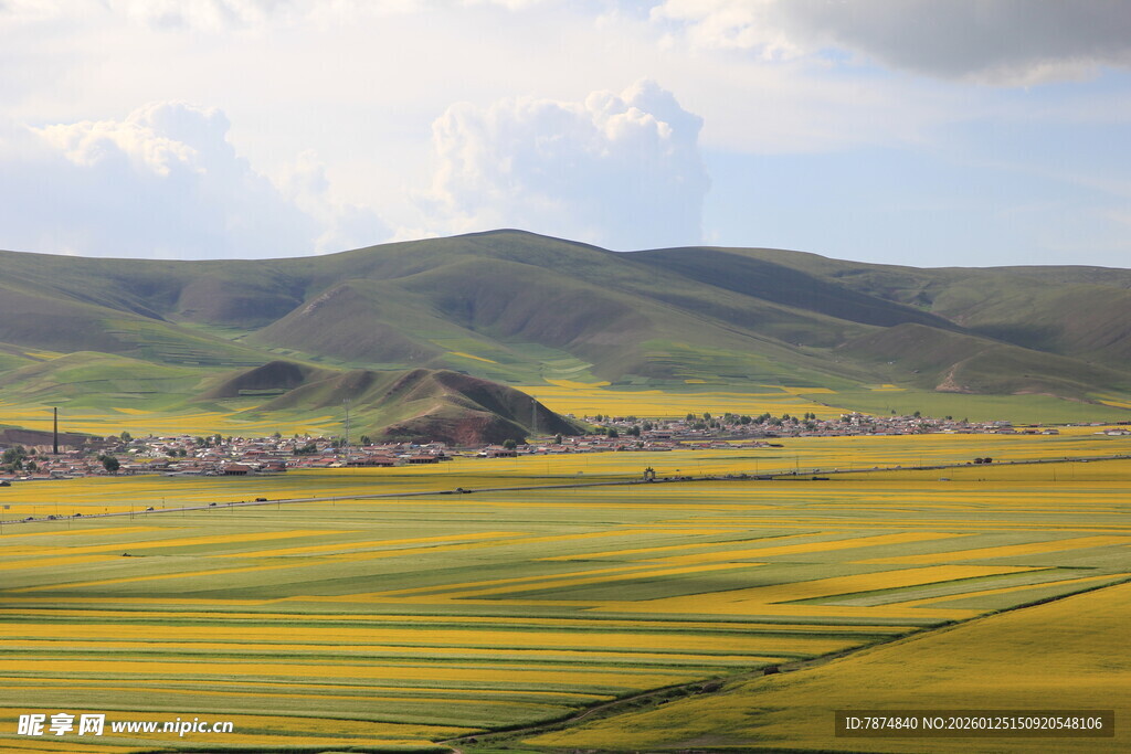 草原上的金黄花海美景