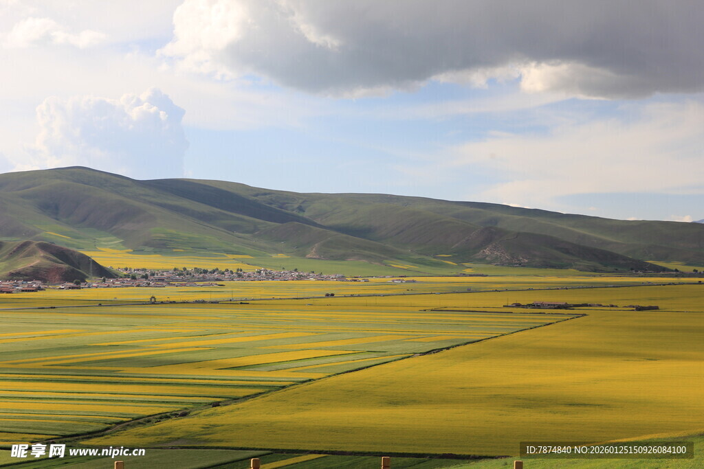草原上的金黄花海