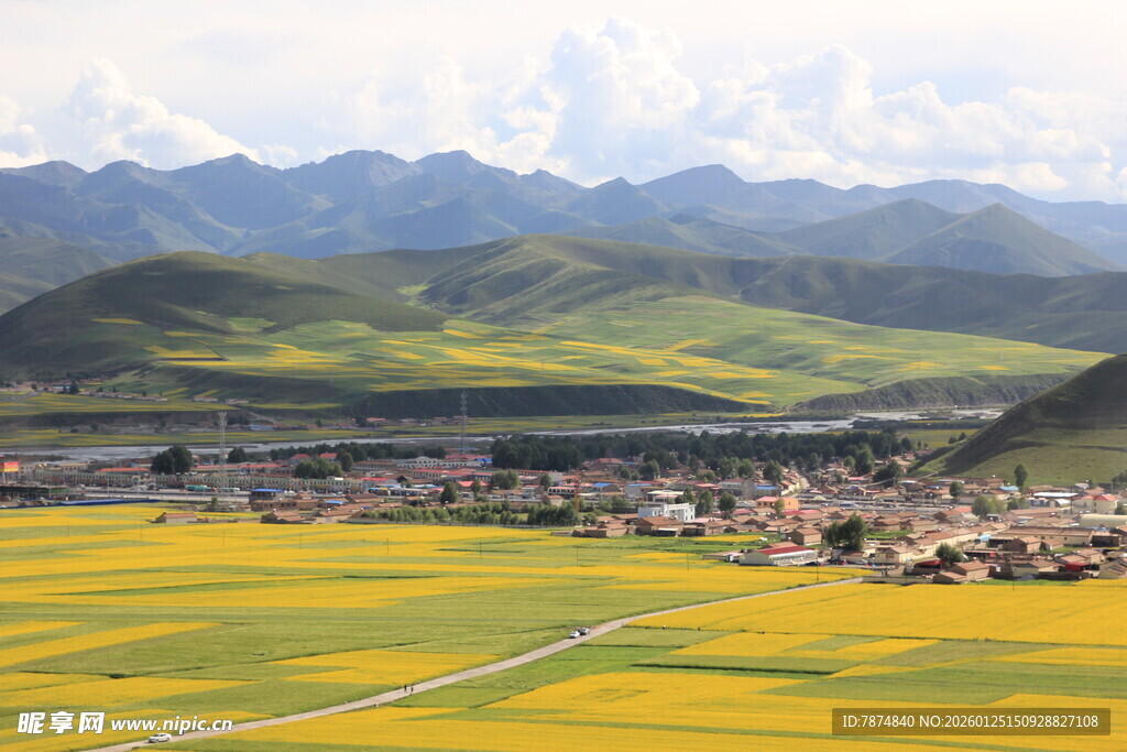 金黄花海中的山间村落