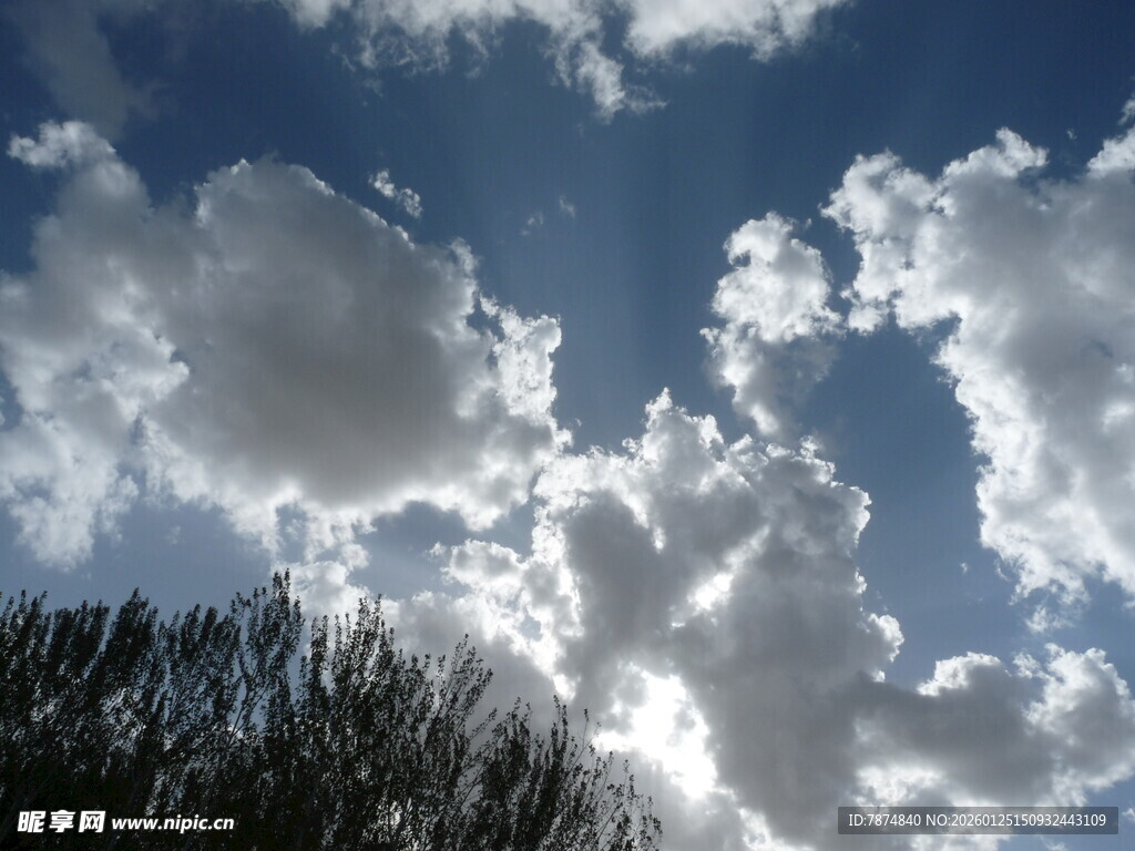 蓝天白云下的树梢美景