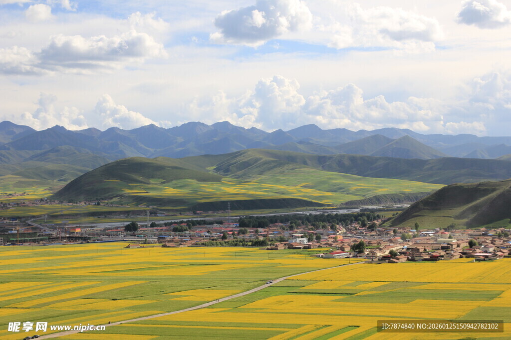 金黄花海映衬远山美景
