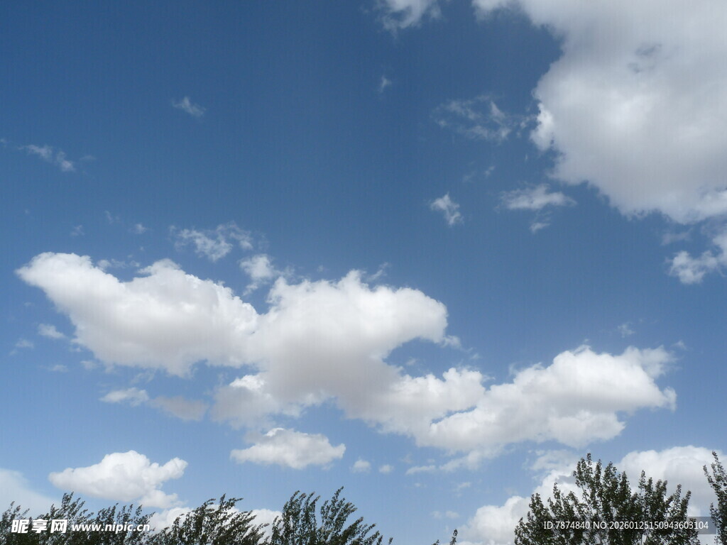 蓝天之下的白云与树梢