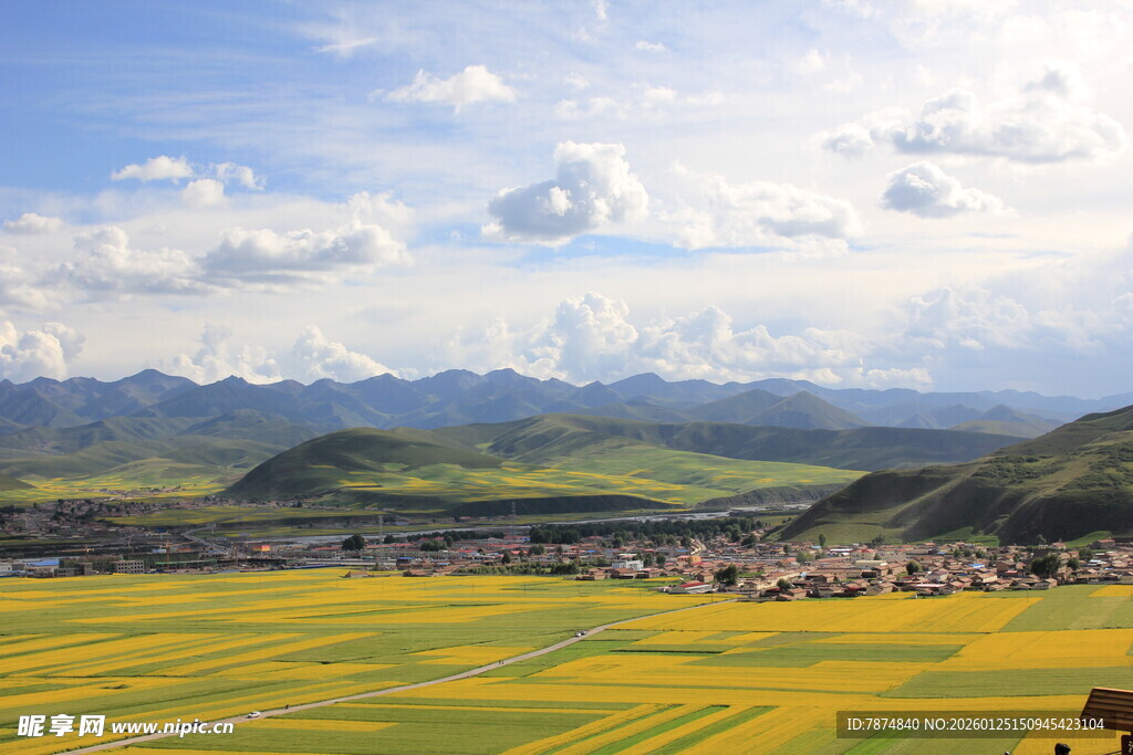 金黄花海映衬远山美景