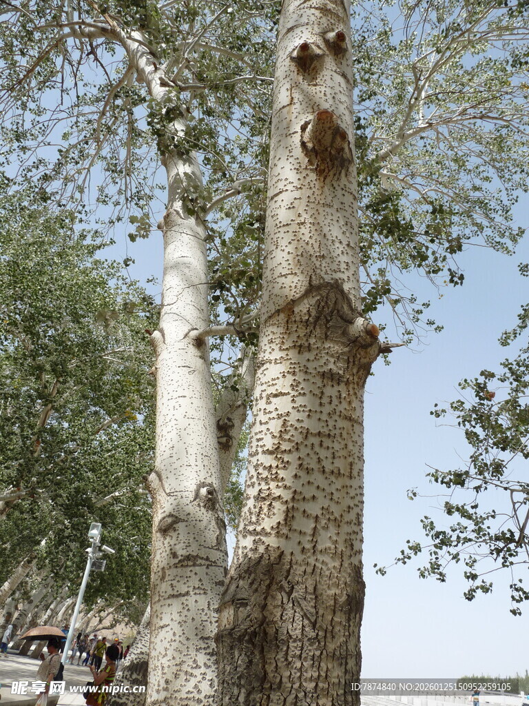 古老粗壮的树干特写