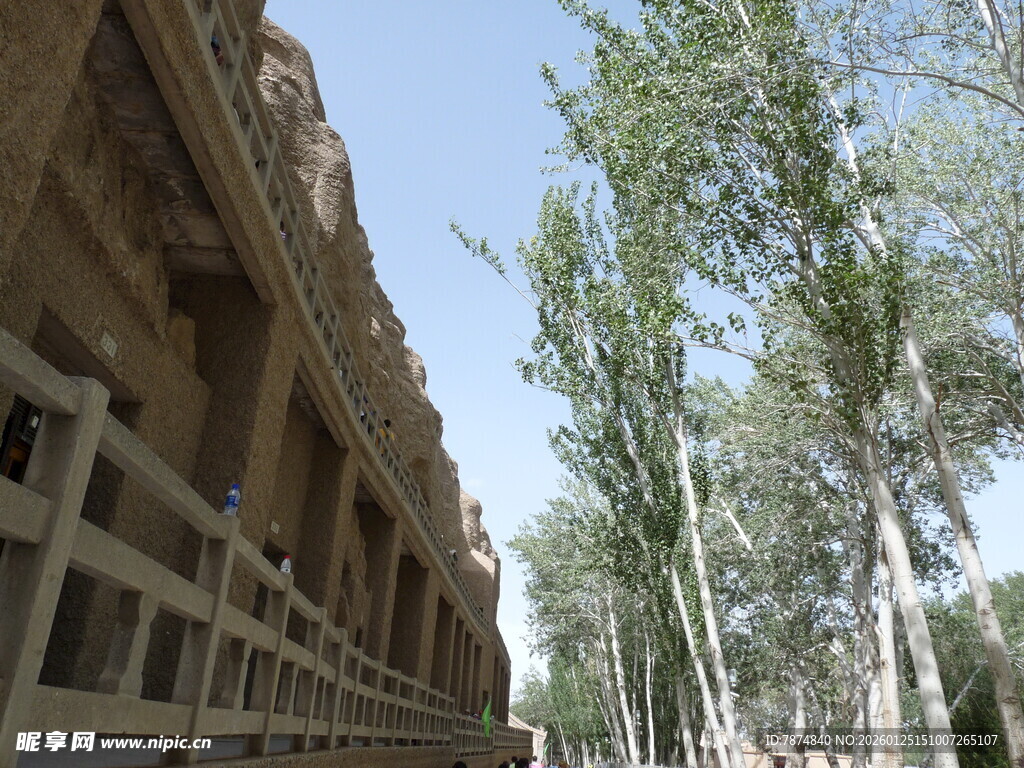 古老建筑旁的挺拔树木