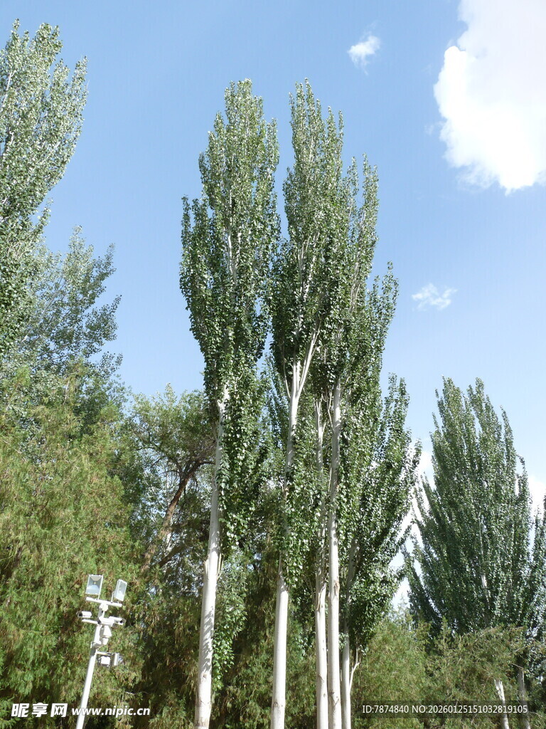 蓝天白云下的挺拔白杨