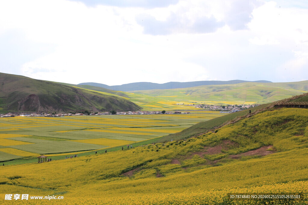 金黄花海中的壮美山间景色