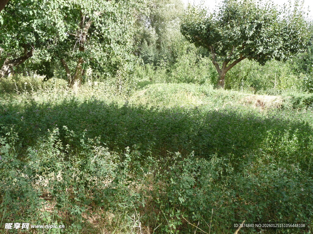 绿意盎然的户外自然场景
