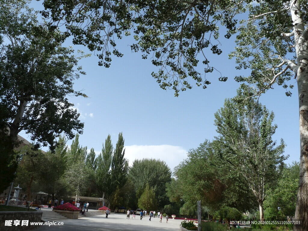 夏日林荫下的开阔景致