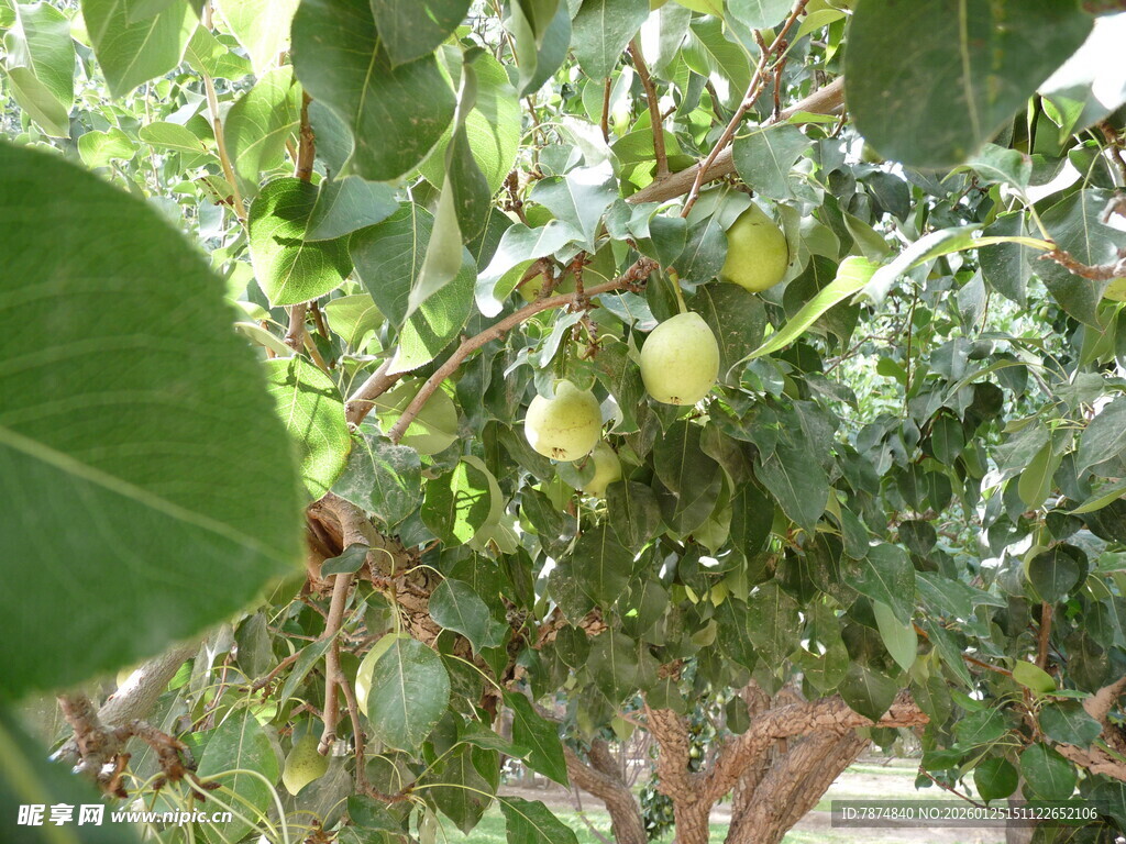 枝头硕果累累的绿色果实