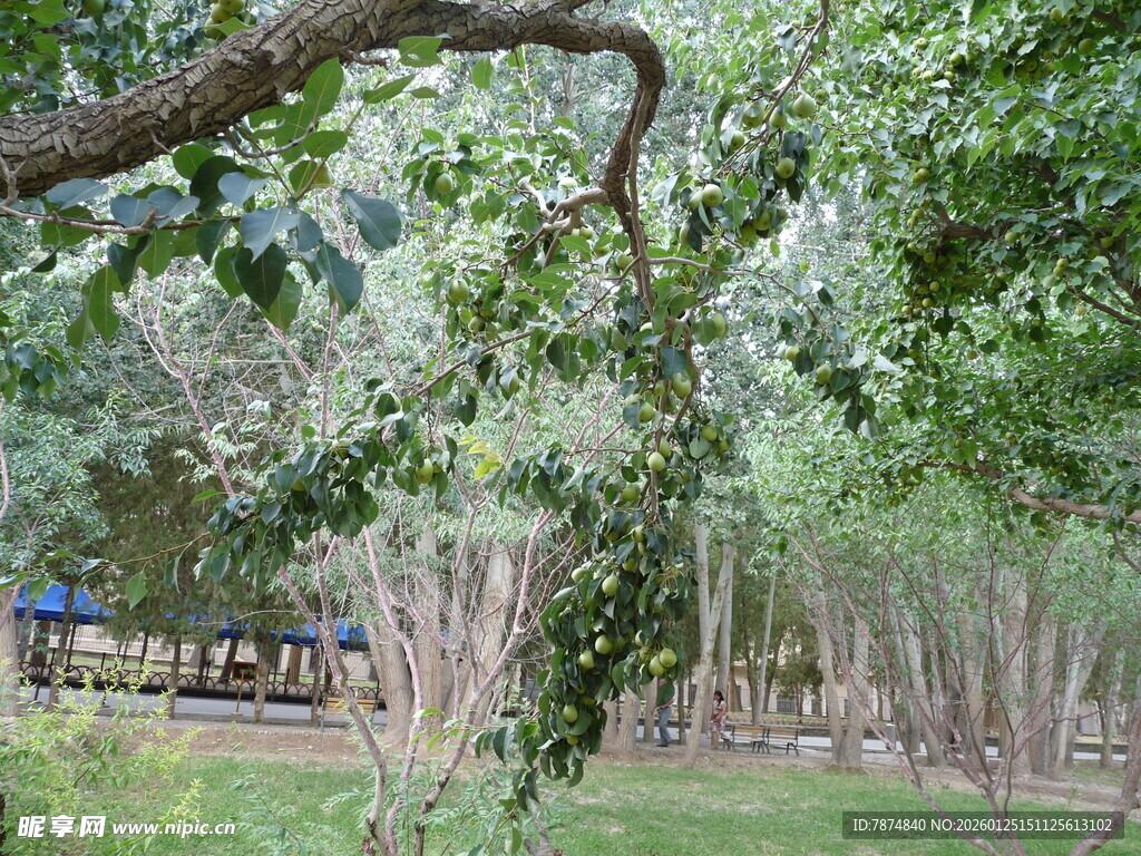 林间绿荫下的蓝色列车