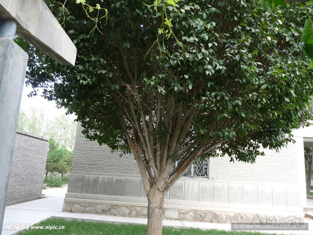 庭院中的葱郁绿树