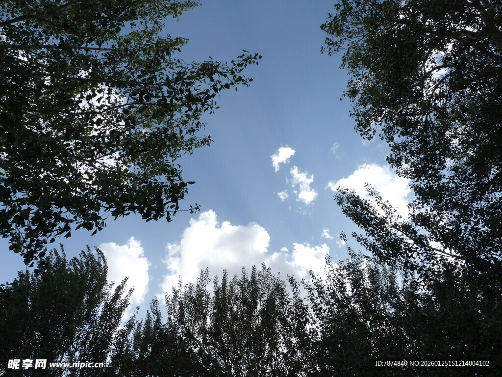 仰望蓝天绿树间的云朵