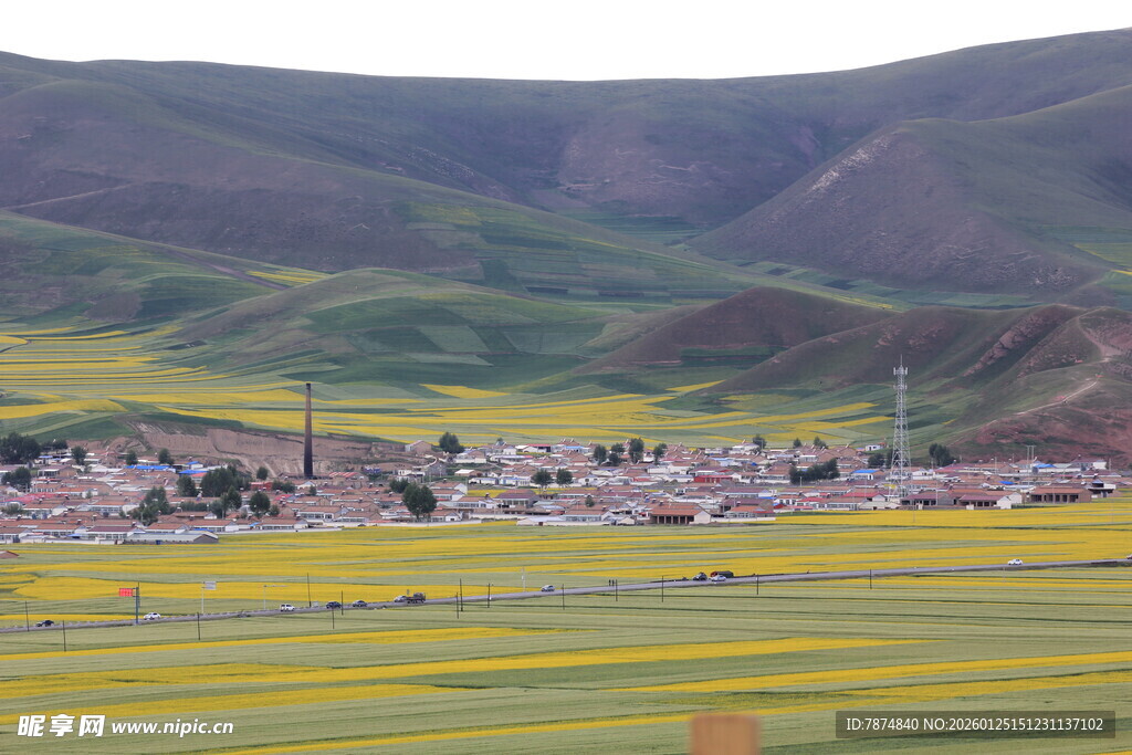 金黄花海中的山间村落