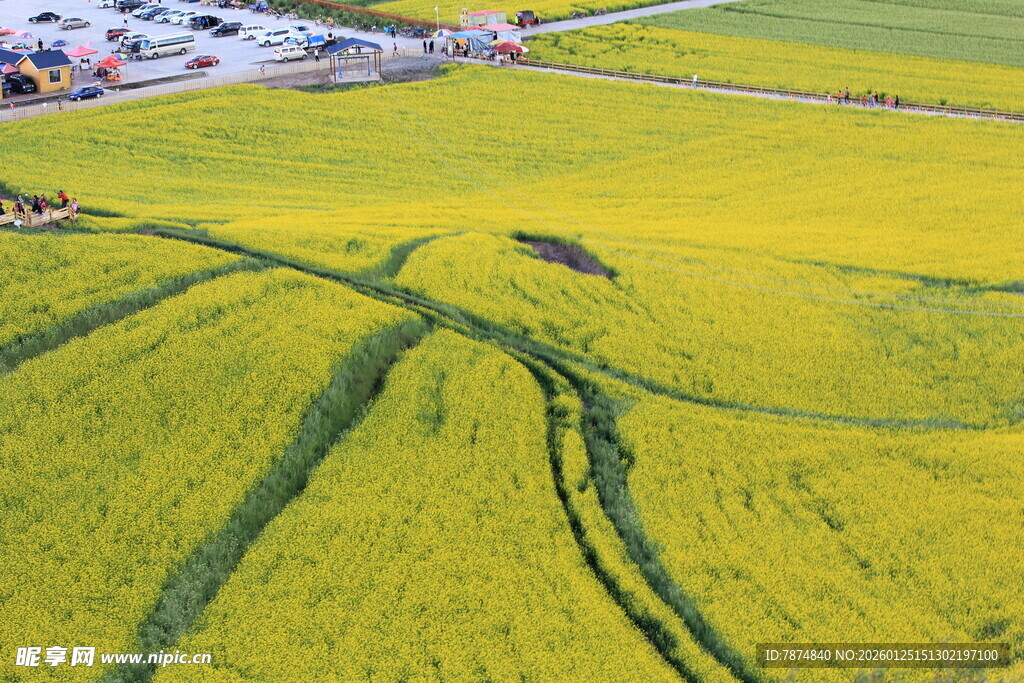 金黄油菜田的美丽景致