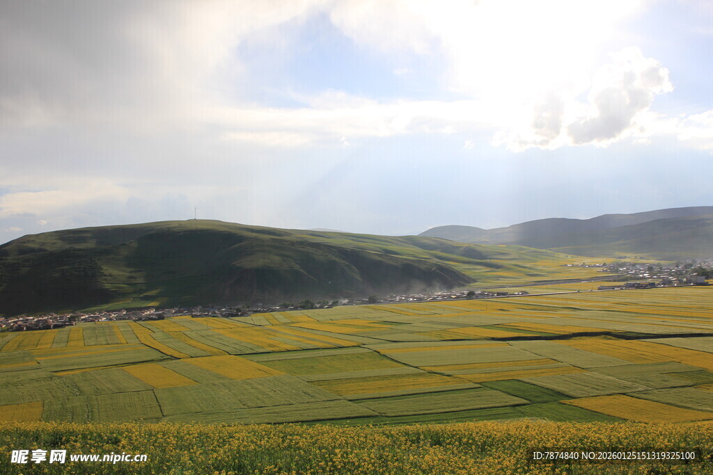 金黄田野与远山的美丽景致