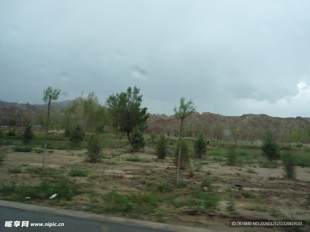 公路旁的稀疏树木景观