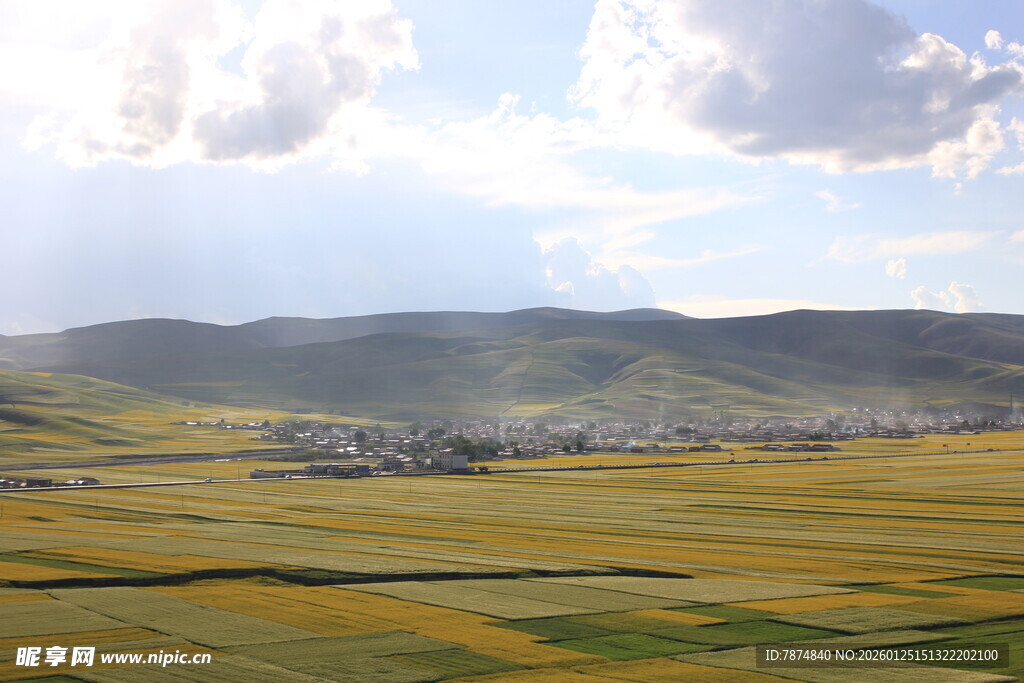 金黄田野与远山的美丽景致