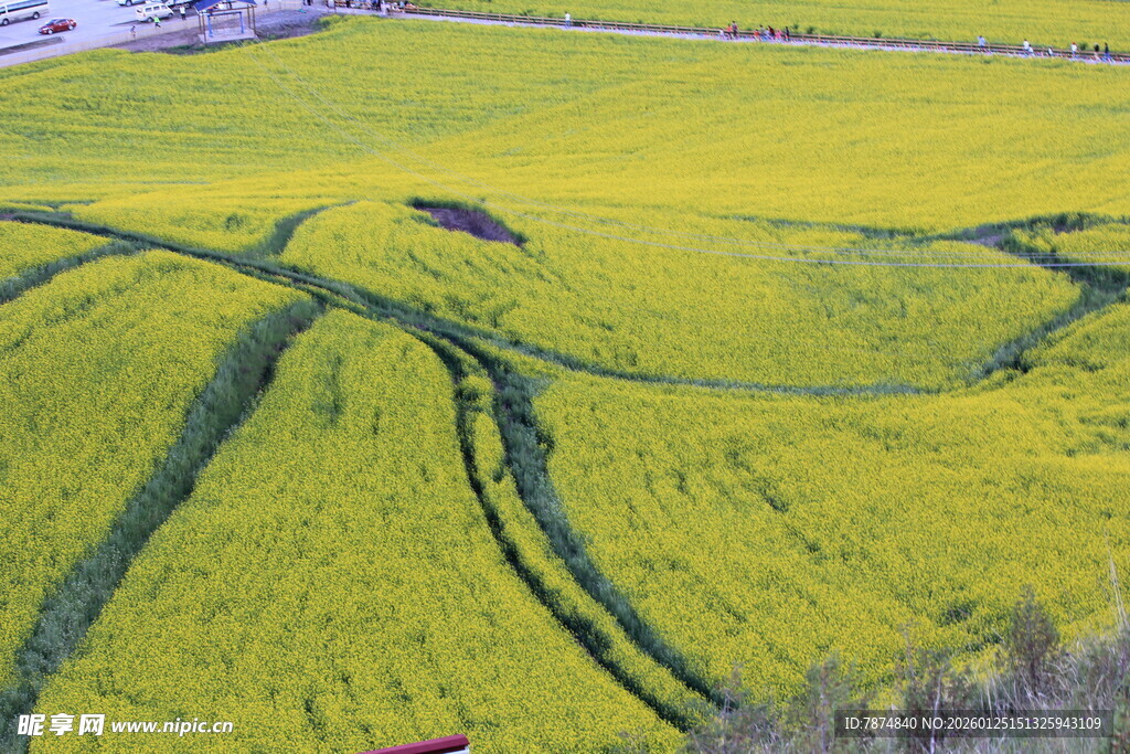 金黄油菜花田美丽景观