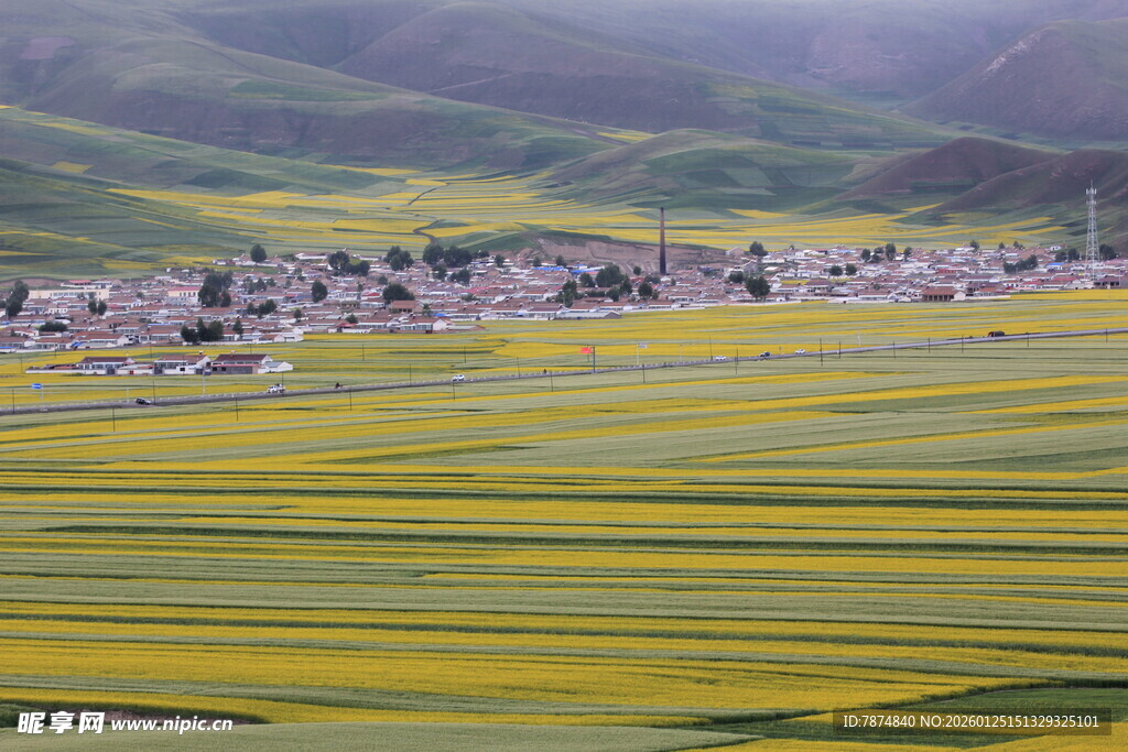金黄花海中的村落美景