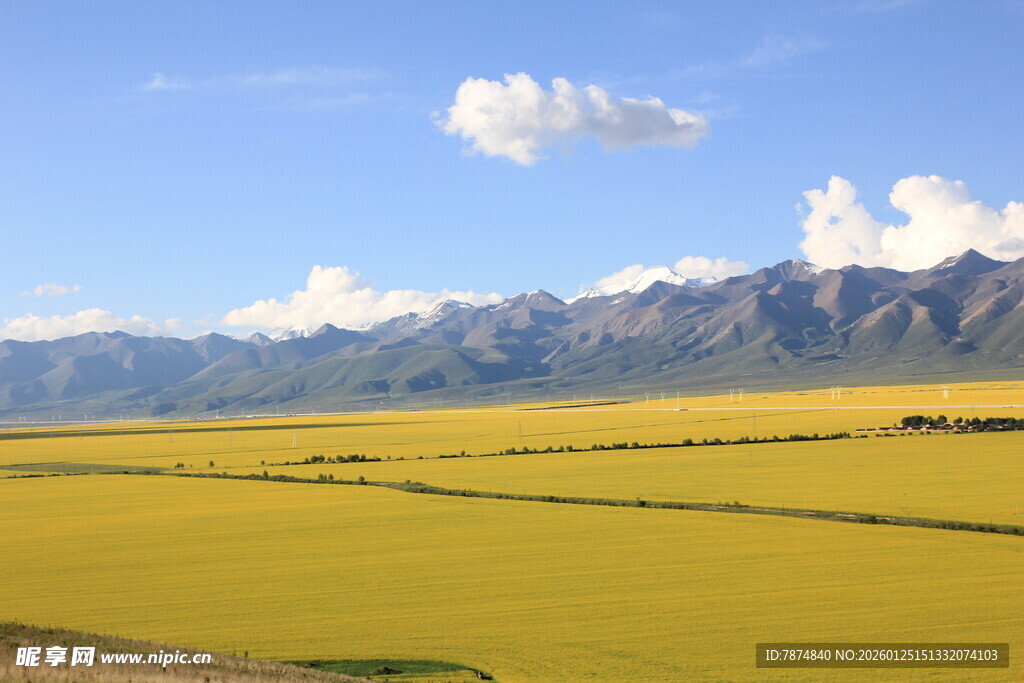 金黄油菜田与远处山脉