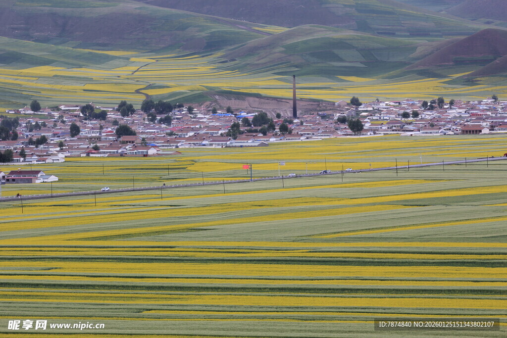 金黄花海中的宁静村落