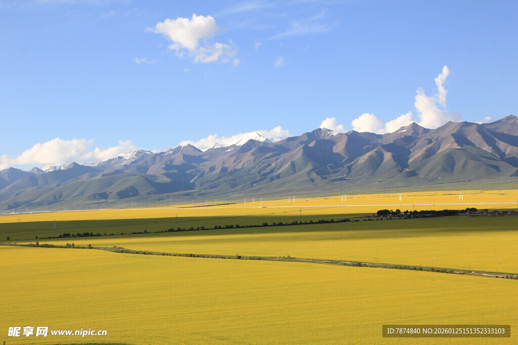 金黄田野与远处山脉美景