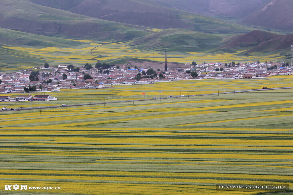 金黄花海中的宁静村落