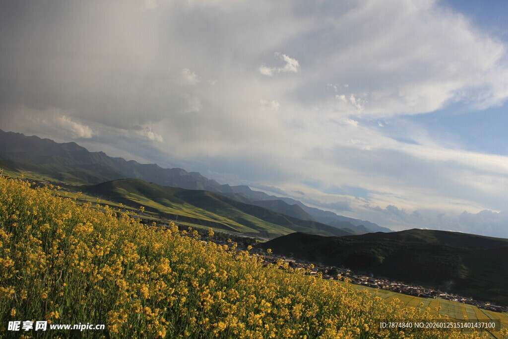 山间黄花盛放的美丽景致