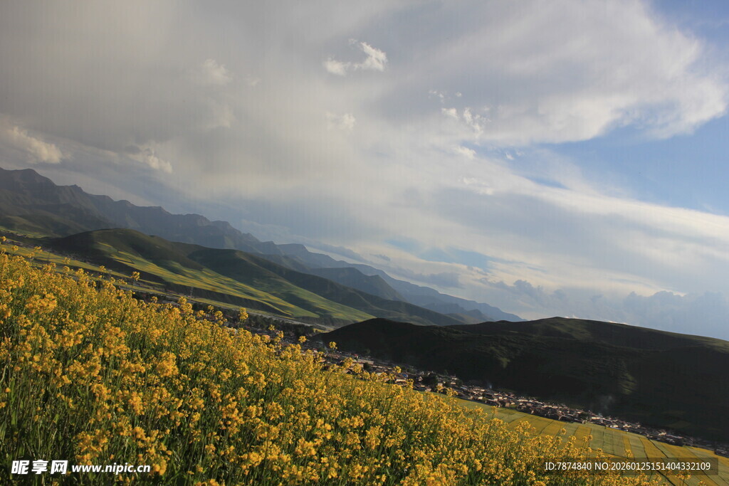 山间黄花盛放美景