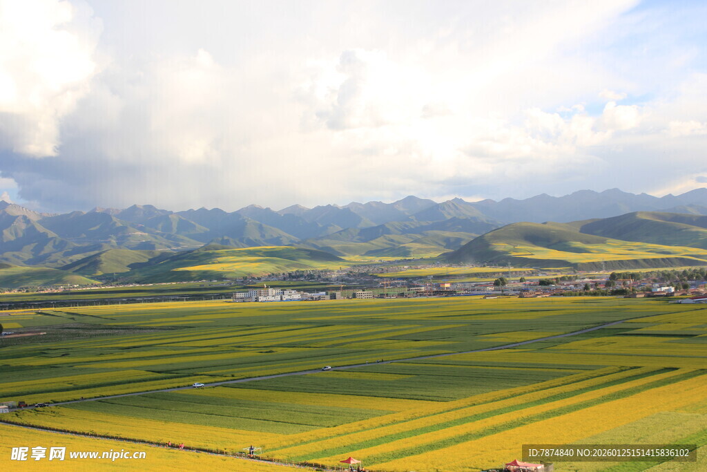 田园风光 黄绿相间的美景
