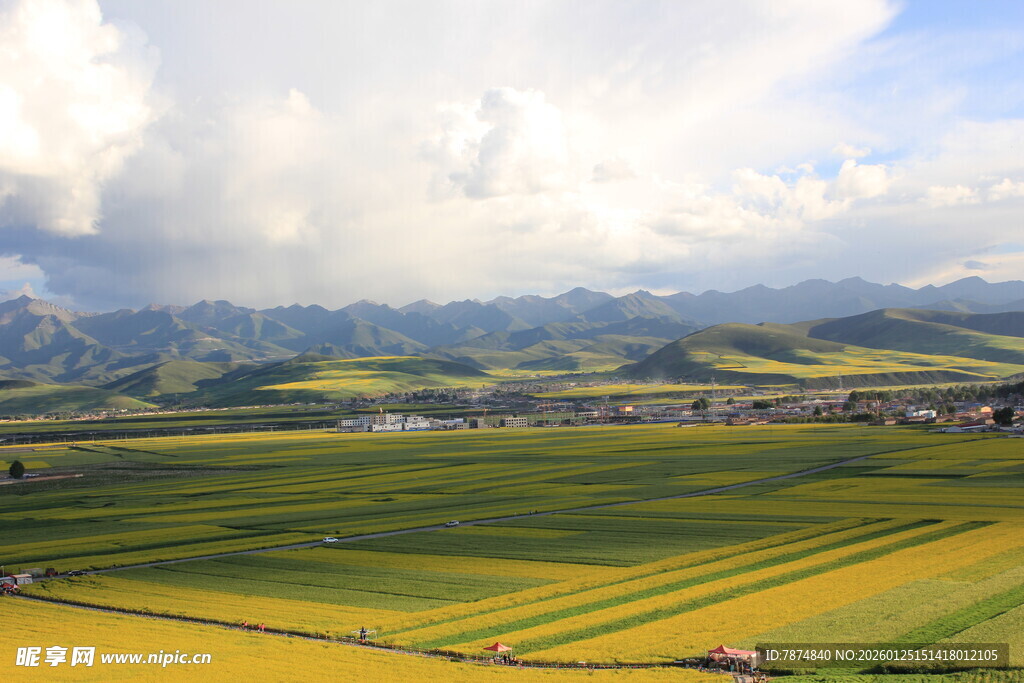 田园风光 黄绿相间的田野