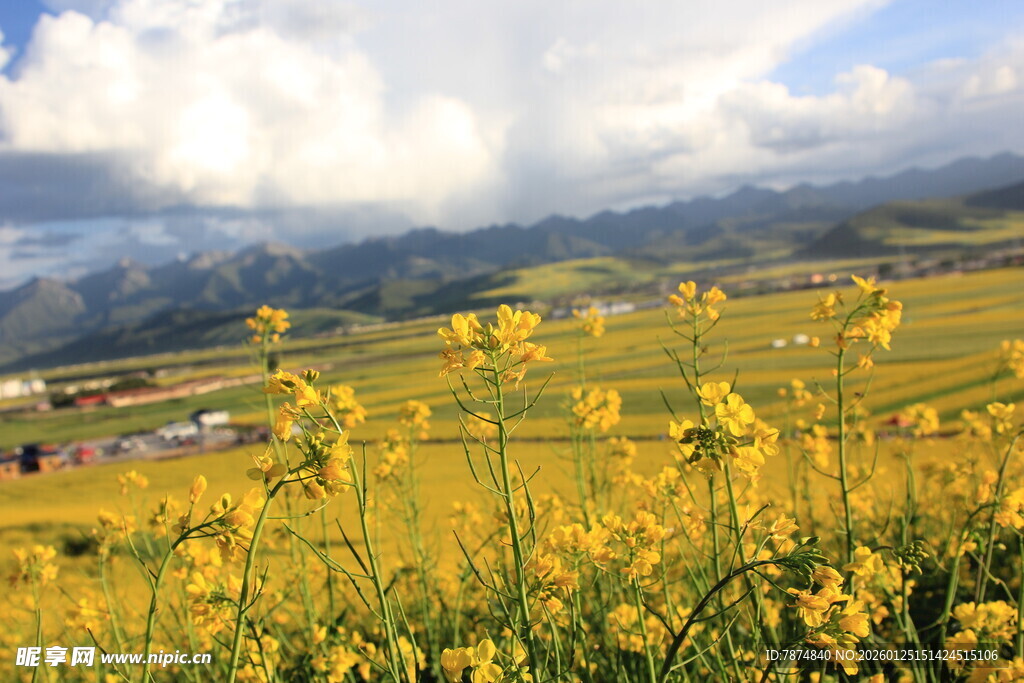 金黄油菜花海与远山美景