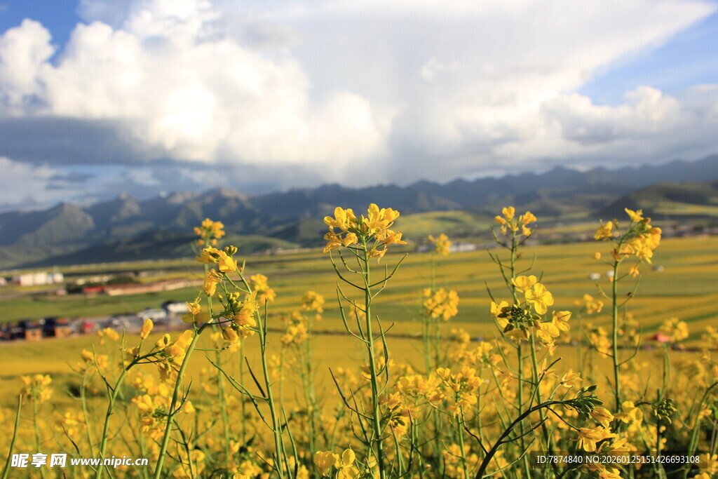 金黄油菜田与远山美景