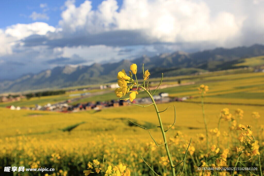 金黄花海中的山间村落
