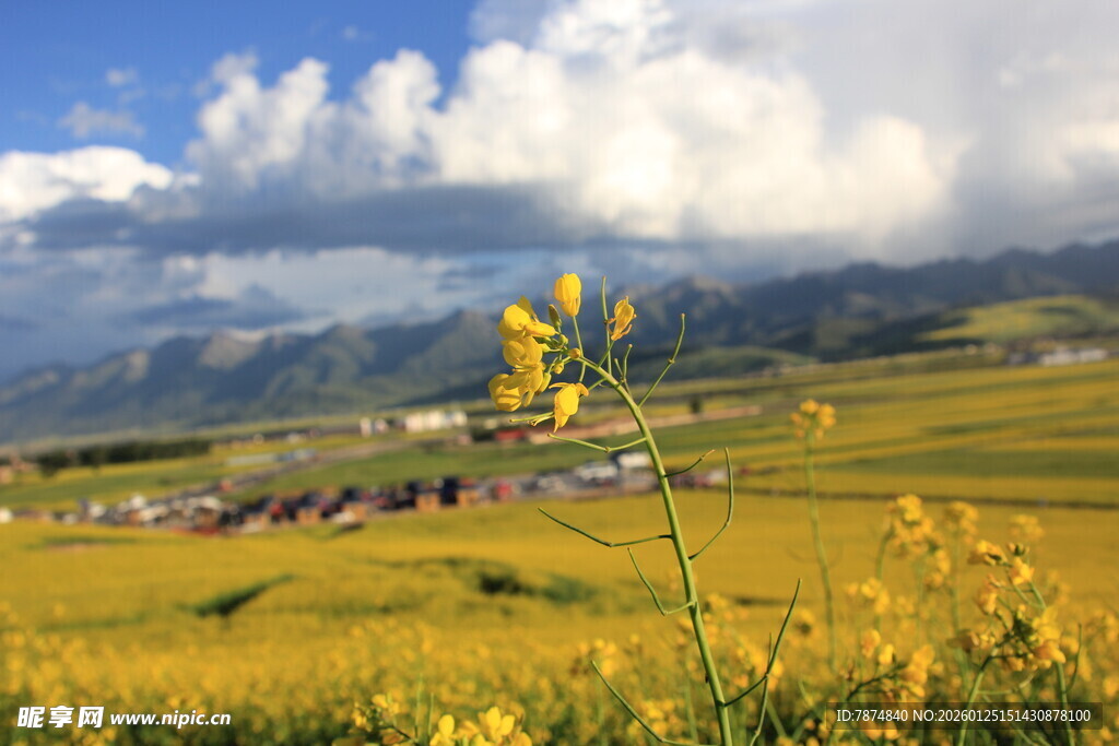 草原黄花与远处村落美景
