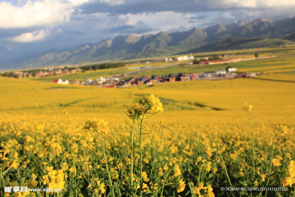 金黄油菜田中的美丽村落
