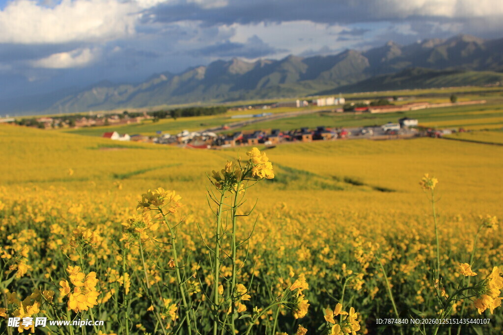 金黄田野中的乡村美景