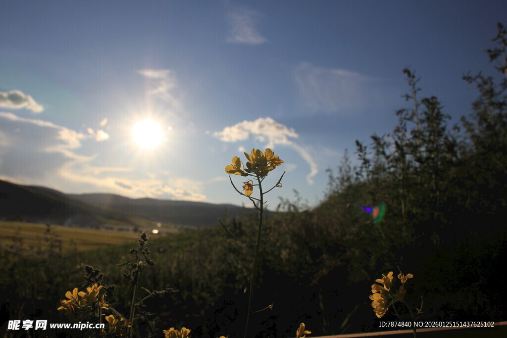夕阳下的野花与远山景色