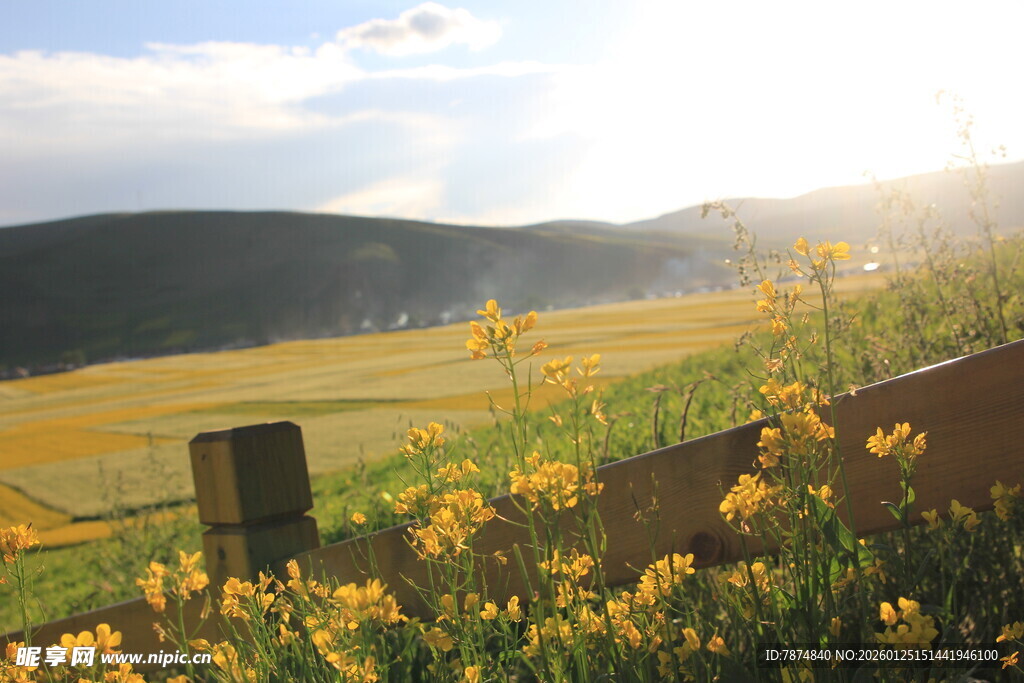 田野黄花与远山的美丽景致