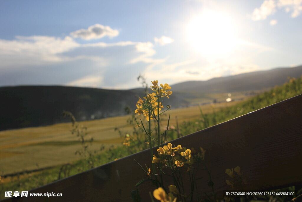 夕阳下的田野花草景观