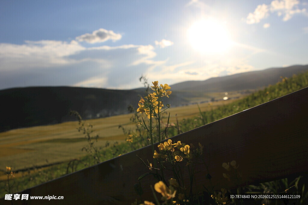 夕阳下的原野与绽放小花
