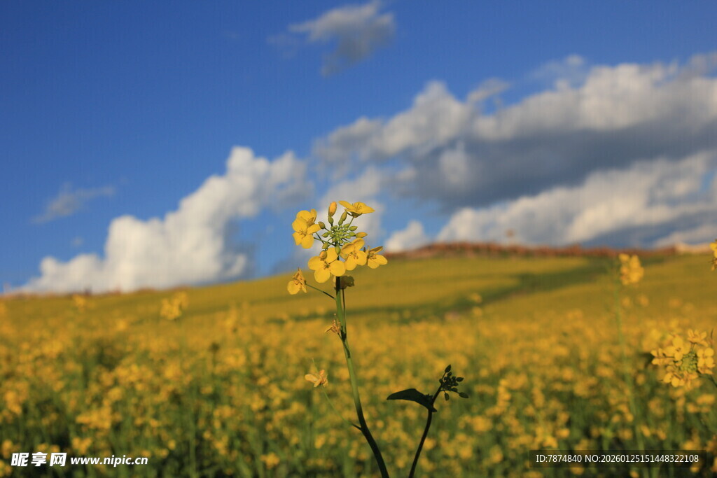 金黄花海中的独株小花